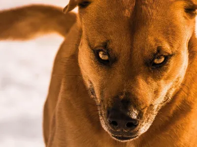 В Омске стая злых собак нападает на людей | 13.06.2019 | Омск - БезФормата