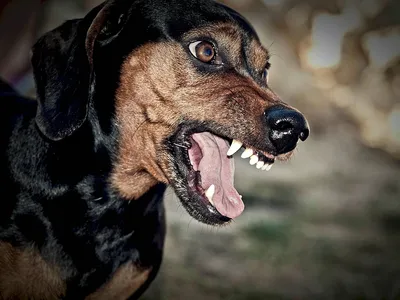 Генетически злые: 5 самых агрессивных пород собак. Читайте на UKR.NET