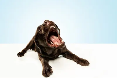 Самые злые собаки (40 картинок) 🤣 WebLinks