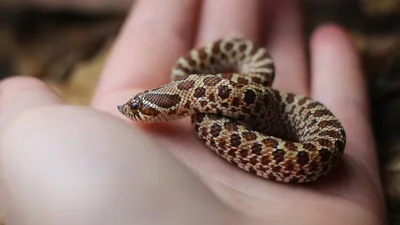 Ученые обнаружили белок-противоядие от яда гремучей змеи - Газета.Ru |  Новости