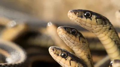 6 самых ядовитых змей России: как они выглядят и где обитают | DOCTORPITER
