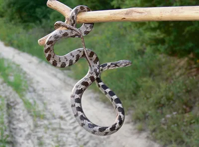 10 самых ядовитых змей в мире - АЗЕРТАДЖ