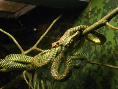 Какие змеи обитают в Ростовской области, ядовитые и неядовитые виды змей  Дона - 11 апреля 2023 - 161.ru