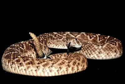 У страха глаза велики? Почему змей в Приморье стали видеть всё чаще |  ОБЩЕСТВО | АиФ Владивосток