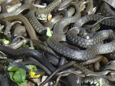 Сигнал гремучих змей оказался средством обмануть приближающееся животное