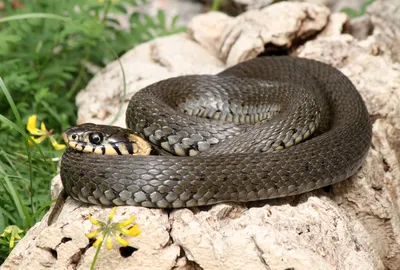 Жителей столичного региона предупредили о миграции змей - Мослента