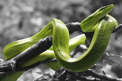 Картинки змей фотографии