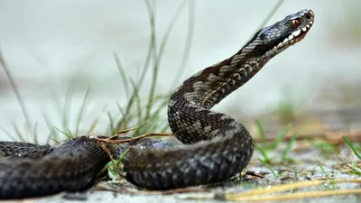 Начался сезон укусов змей и скорпионов — израильтянам дали важные указания  - новости Израиля и мира