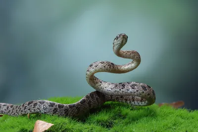 Змеи Армении - Общая характеристика и виды - ArmGeo.am
