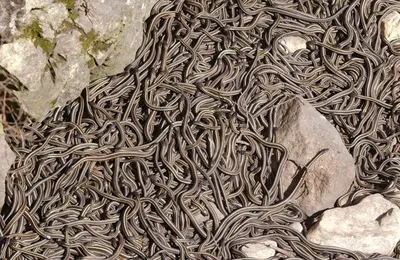Жителей ХМАО пугают змеи, которые облюбовали водоемы | Вслух.ru