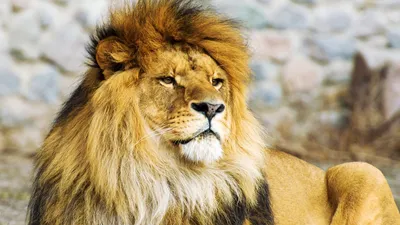 Маленький царь зверей родился в ростовском зоопарке