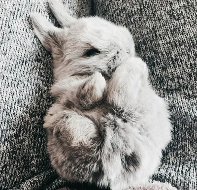 фотография маленького львиного куба. маленький король зверей спит. спящий  львиный куб. Стоковое Фото - изображение насчитывающей мило, развилки:  249249940