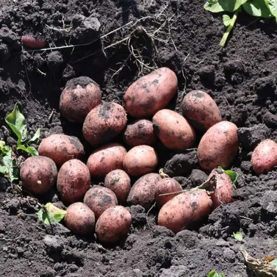 Обзор лучших сортов картофеля: самые вкусные и урожайные - Алекс Фрут