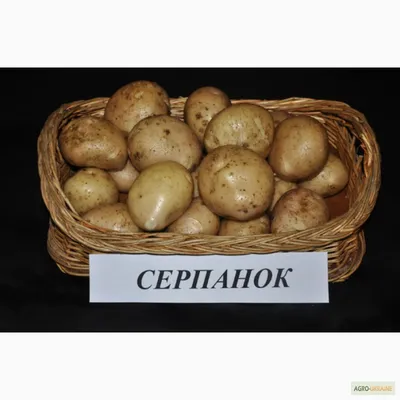 Продам/купить картофель Тоскана, Серпанок, Ароза с чернозема на посадку —  Agro-Ukraine