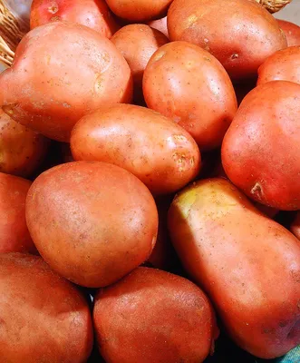 Выбор сорта картофеля - Овощные культуры - Статьи - Расток.бел-всё про сад  и огород рассада семена саженцы