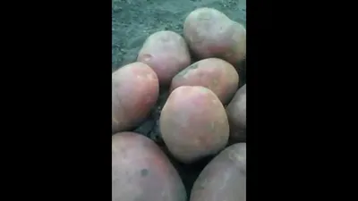 Показываем сорт картофеля Коломба в Казахстане - YouTube
