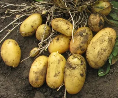 Картофель Раноми (Ranomi) | Сорта картофеля