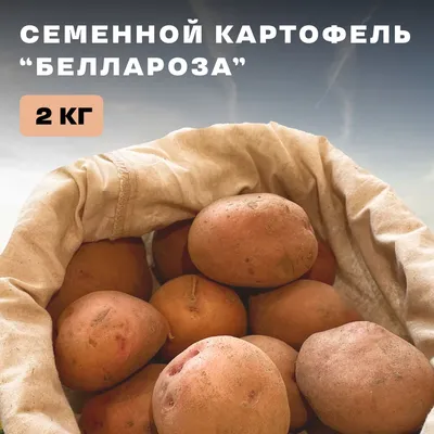 Как в новом сезоне раньше всех получить первый урожай картошки -  Рамблер/новости