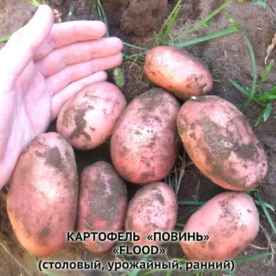 Картофель Ароза Сетка 2,5 кг - Иван-и-Марья интернет-магазин для садоводов  с доставкой по всей России. -