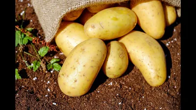 Ароза картофель - 63 фото