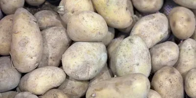 Молодой картофель сорта «Мелодия» из Пакистана