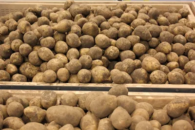 ФХ Продам товарний картофель, сорта Белая-роза и Галла 130 тонн.На  хазяйстве — APKUA