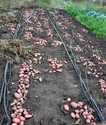 Картофель сорт Беллароза (Bellarosa) ранний розовый с белой мякотью - « Картофель сорта Беллароза: достоинства, недостатки, особенности. Отзыв не  профи. Опыт выращивания в ЦФО» | отзывы
