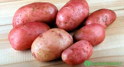 Продам Картошку: Белая Роса, купить картошку: Белая Роса, Днепропетровская  обл — Agro-Ukraine