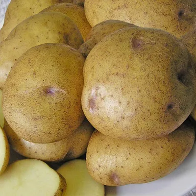 Популярные сорта картофеля для посадки в Украине — интернет магазин товаров  для сада и огорода Лето 🌿