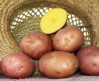 Когда копать картошку? Как хранить картошку? Какие сорта картошки выбрать?  - 17 сентября 2021 - НГС24
