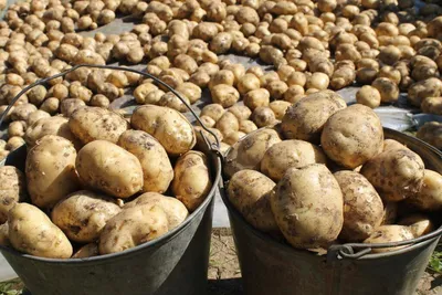 Репродукция картофеля: как выбрать посадочный материал и получать отличные  урожаи с минимальными усилиями