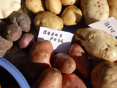 Продам товарну картоплю бела роса — Agro-Ukraine