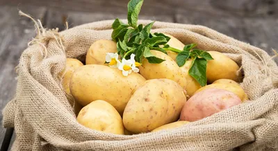 Английские картофель Solanum Tuberosum на фоне окрашенной деревянной пинка  Стоковое Фото - изображение насчитывающей картошки, кашевар: 198785228