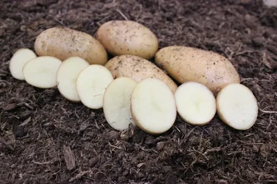 Какие сорта картофеля показали самый большой урожай? | Частный сектор | Дзен