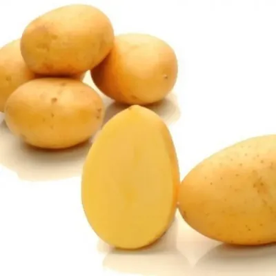 Сажаем картошку, боремся с вредителями и болезнями картофеля