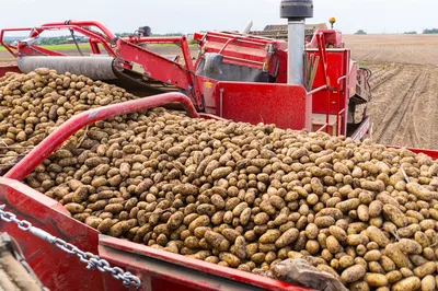 Картофель: советы для успешного урожая - полезные статьи о садоводстве от  Agro-Market24
