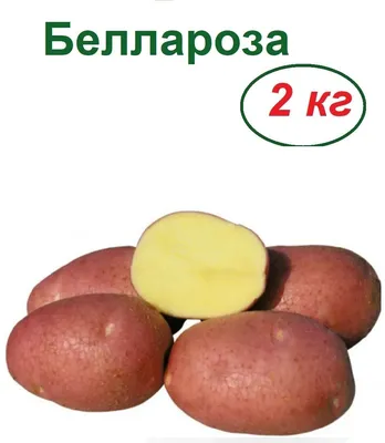 Лучшие сорта картофеля для пюре - Agro-Market