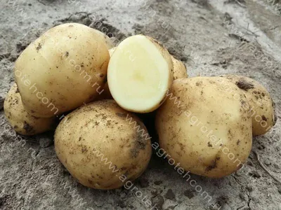 Картофель семенной Метеор 2 кг. (суперэлита) – купить за 540 ₽ | Сияние