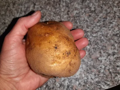 Сорт картофеля лилея — купить по низкой цене на Яндекс Маркете