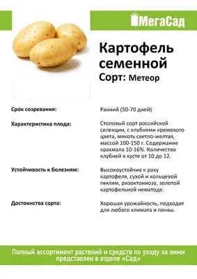 Картофель семенной Метеор ультра ранний СЭ 28/55 уп.2кг — купить по низкой  цене на Яндекс Маркете