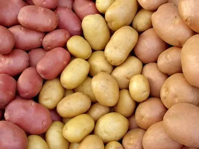 Картофель семенной Метеор - купить по низкой цене с доставкой