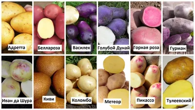 Картофель Метеор - фото урожая, цены, отзывы и особенности выращивания