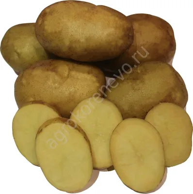 Картофель семенной Метеор. Краткий обзор, описание характеристик, где  купить картофель - YouTube