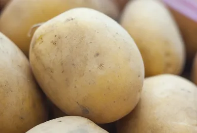Картофель Метеор: описание сорта, выращивание и сбор урожая | Азбука  огородника | Дзен