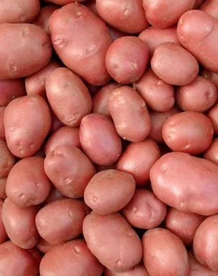 Картофель семенной Колобок 2 кг. (суперэлита) – купить за 540 ₽ | Сияние