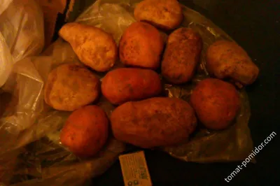 Купить семенной картофель Вымпел по низкой цене с доставкой по Москве и  России