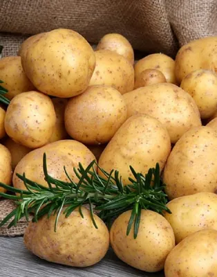 🌱 Картофель семенной Краса Мещеры по цене от 430 руб: картофель - купить в  Москве с доставкой - интернет-магазин Все Сорта