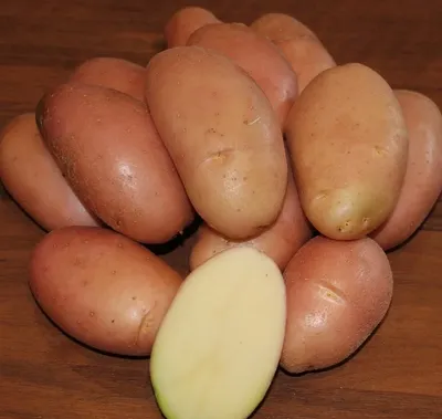 Купить семенной картофель Ривьера по низкой цене с доставкой по Москве и  России