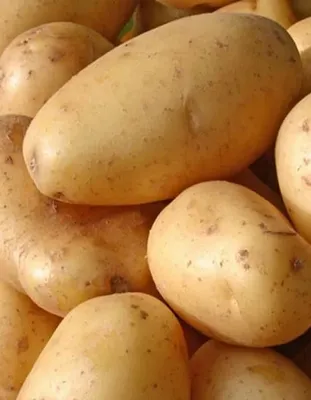 Семена Картофеля Метеор – купить цветы и растения на OZON по выгодным ценам
