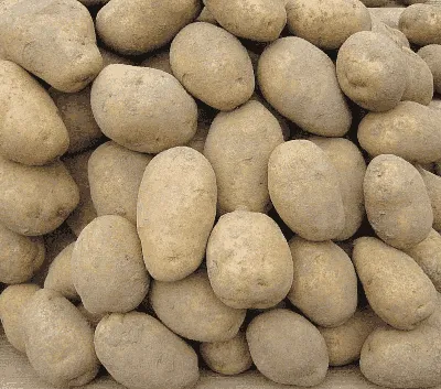 Картофель Семенной Удача – купить семенной картофель в интернет-магазине  Лафа с доставкой по Москве, Московской области и России